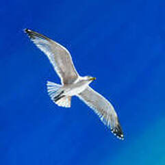 Seagul - Check out my limited edition prints on 100 of each