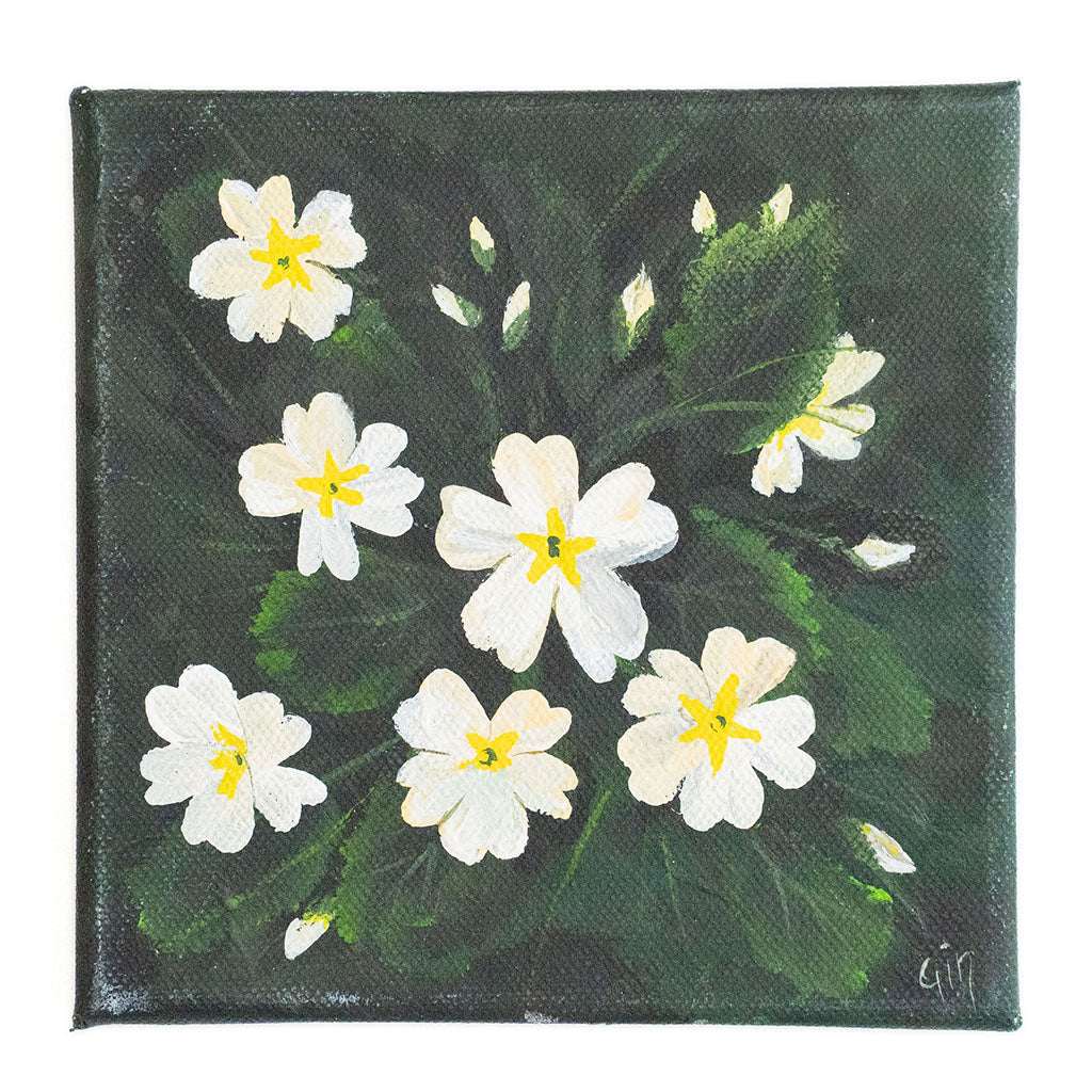 Primroses