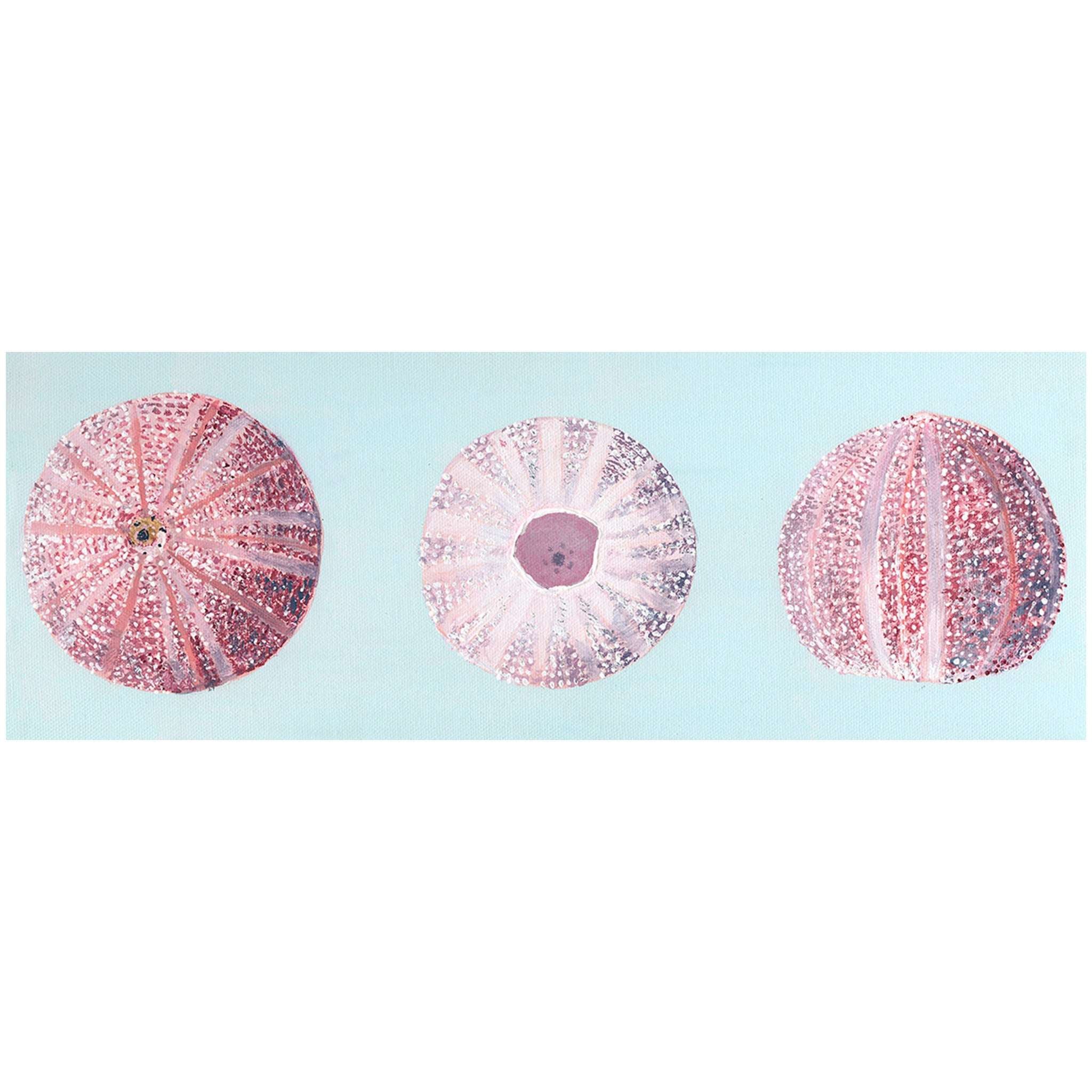 Pink Sea Urchin - Print
