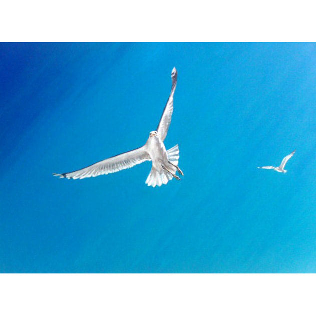 Duet | Art at the Beach | Jeanni Grant-Nelson | Mawgan Porth